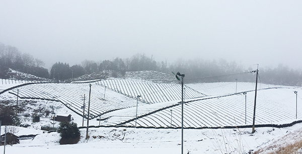雪の茶畑・京都南山城村