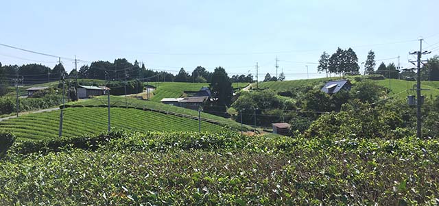 高尾の茶畑